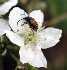 Brombeerblüte-Käfer.jpg